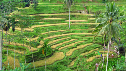 Rice terraces in mountains at sunrise, Bali Indonesia.