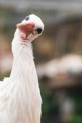 Funny close-up of a stork with its head tilted, showcasing its long beak and expressive eyes. Ideal wildlife image for nature lovers, birdwatching, and educational or humorous content.