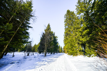 Winter landscape at Langenberg in the Sauerland. Nature with hiking trails in the Rothaargebirge near Willingen.
