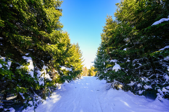 Winter landscape at Langenberg in the Sauerland. Nature with hiking trails in the Rothaargebirge near Willingen.
