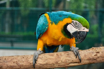
The Blue-and-yellow Macaw (Ara ararauna), also known as the Blue-and-gold Macaw, is a member of the group of large Neotropical parrots known as macaws