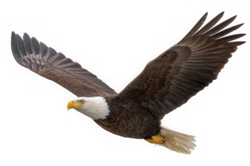 Majestic bald eagle in flight with wings spread wide isolated on transparent background