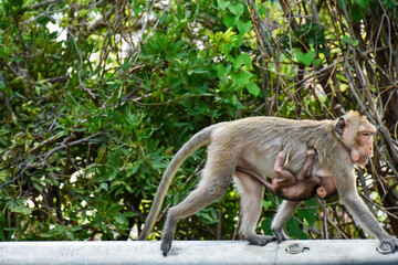 Monkey with cute baby, mother and child sitting on branch at open zoo Thailand.