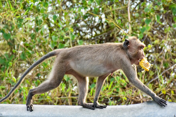 Monkey with cute baby, mother and child sitting on branch at open zoo Thailand.