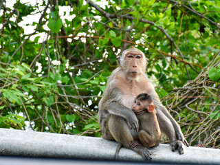 Monkey with cute baby, mother and child sitting on branch at open zoo Thailand.