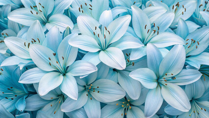 Stunning turquoise blue lilies densely packed together, displaying six elegant petals each with prominent brown stamens and pistils creating natural beauty.