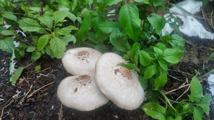 Close-up of three wild mushrooms growing on fertile soil surrounded by green leafy plants in a tropical garden. Natural outdoor fungi after rain. Organic agriculture and forest biodiversity.