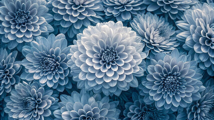Monochromatic blue dahlias showcase intricate geometric petal arrangements with varying sizes creating depth and visual texture throughout composition.