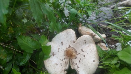 Close-up of three wild mushrooms growing on fertile soil surrounded by green leafy plants in a tropical garden. Natural outdoor fungi after rain. Organic agriculture and forest biodiversity.