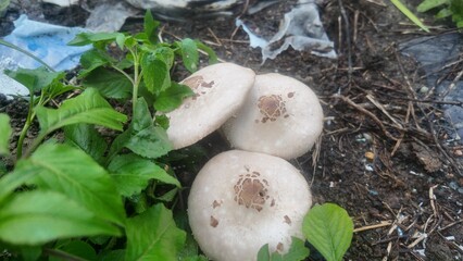 Close-up of three wild mushrooms growing on fertile soil surrounded by green leafy plants in a tropical garden. Natural outdoor fungi after rain. Organic agriculture and forest biodiversity.