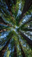 Fototapeta premium Looking up at redwood trees in forest. Sunlight filters, suggesting inspiration