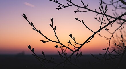 Silhouette Branches Sunrise