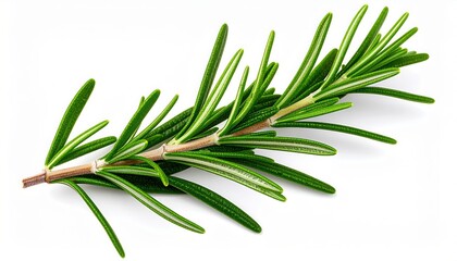 Fototapeta premium Fresh Rosemary Sprig on White Background Culinary Herb Aromatic Plant cooking