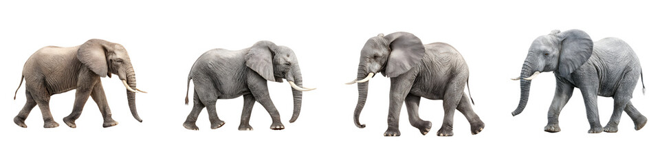 Obraz premium African Elephant Walking Silhouettes on White Background