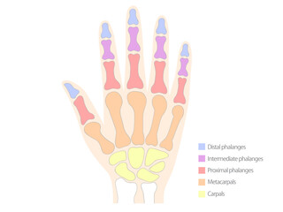 人間の手の骨の解説図／指の骨と手根骨の名称入り