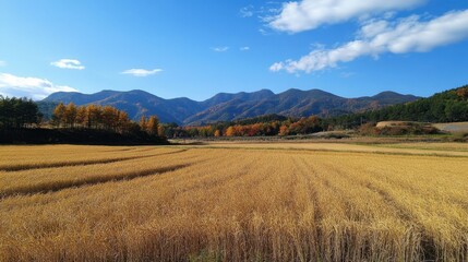 Fototapeta premium Autumn Harvest in the Japanese Mountains.