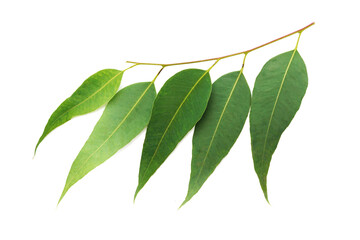 green Eucalyptus leaves isolated on white