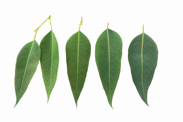 Eucalyptus on white background