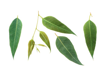 green Eucalyptus leaves isolated on white