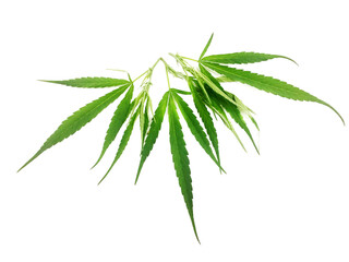 cannabis leaf isolated on white background