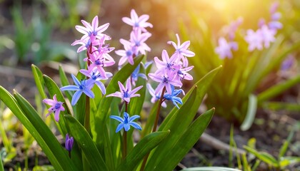 Fototapeta premium Delicate spring flowers in vibrant colors