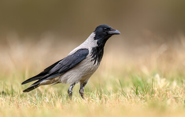 Hooded crow ( Corvus corone ) close up