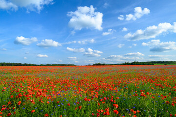 Beautiful summer day over poppy field
