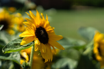 Bee on Sunflower