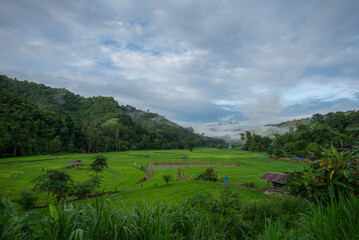 Obraz premium The view of abundant nature in the morning
