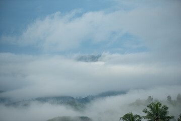 The view of abundant nature in the morning