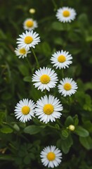 Fototapeta premium Daisies in the Meadow's Embrace