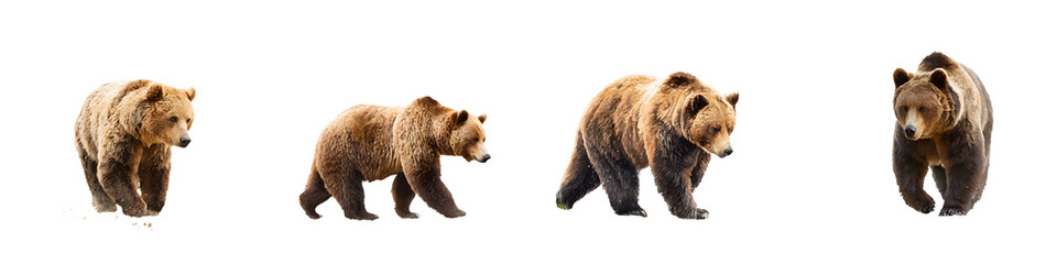 Fototapeta premium Walking Brown Bears Isolated - Wildlife Collection