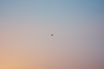 Bird in the sky at sunset