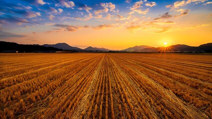 sunset over the field