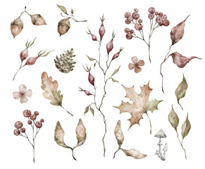 Watercolor set of wild leaves, berries, branches. Autumn botany, nature elements. Meadow forest wildflowers