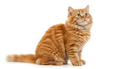 Adorable Ginger Cat with Blue Eyes Looking Upward.