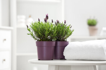 Pots with lavender flowers and towel on coffee table in bathroom, closeup
