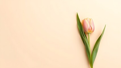 Single tulip on neutral background, arranged in a minimalist top-down floral composition.