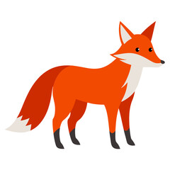 red fox isolated on white