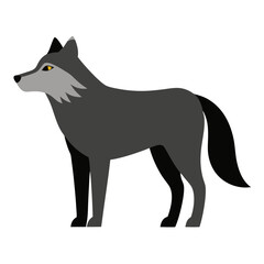 wolf isolated on white background