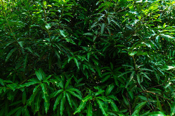 Green Mango leaves leaf texture background fresh leaves during the summer time.