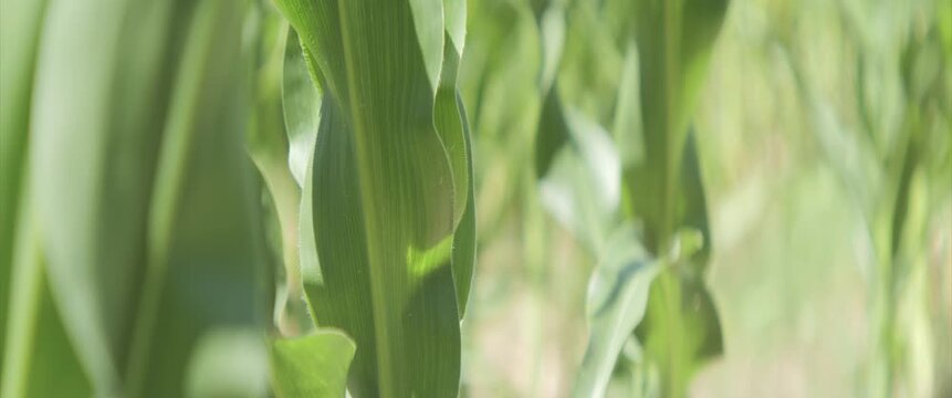 Rows of Zea mays plant by summer 4K scope video