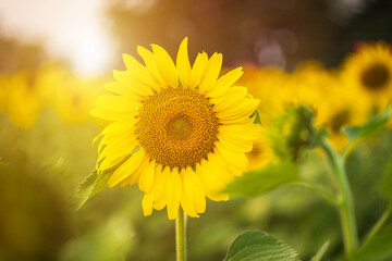 Golden Sunflowers field at blooming farm agricultural Summer sunset and blue sky background texture with white clouds in Thailand