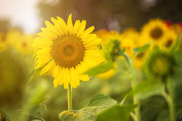 Fototapeta premium Golden Sunflowers field at blooming farm agricultural Summer sunset and blue sky background texture with white clouds in Thailand