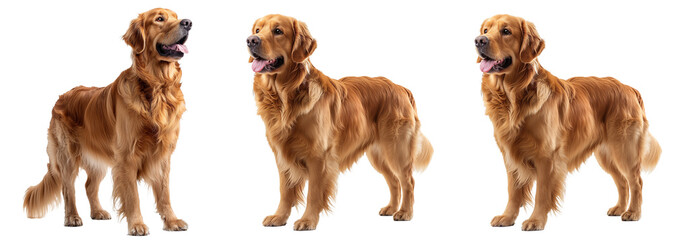 Golden Retriever Dog Set Isolated on Transparent Background. PNG.