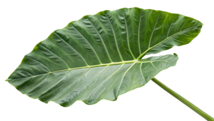 Large green elephant ear leaf isolated on transparent background
