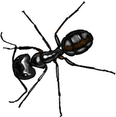 New Zealand native ant crawling on a leaf, showcasing its small body and antennae in natural forest habitat.