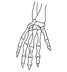 Science of hand drawn vector Bones a human hand skeleton part anatomy outline.