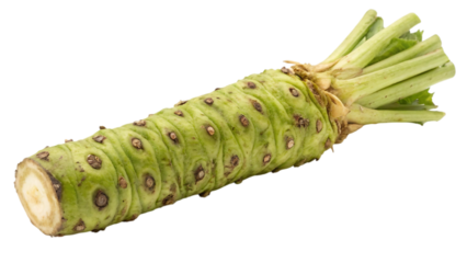Fresh wasabi root rhizome isolated on transparent background