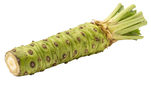 Fresh wasabi root rhizome isolated on transparent background